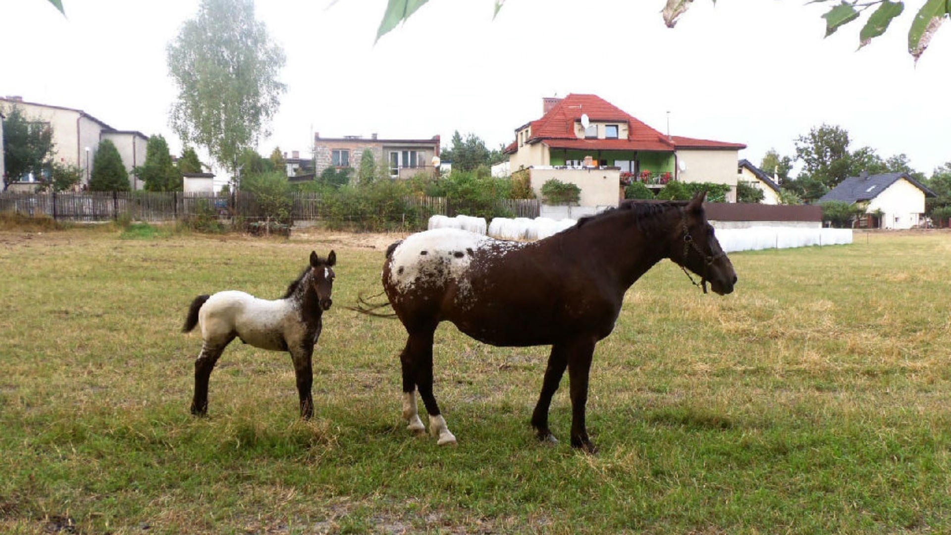 Lokal na sprzedaż